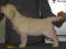 GOLDEN RETRIEVER kremowe