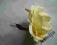 SALLY GARDENS wpinka róża Josephine