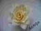 SALLY GARDENS wpinka róża Esperanza