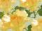 Plakat obraz 50x50cm KAA-4049 YELLOW BLOOMS