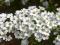 Tawuła szara Grefsheim białe kwiaty