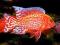 AULONOCARA RED RUBIN,FIRE FISH OK 6 CM W-WA,POL