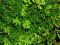 Piękny rozchodnik oregoński kwitnie na zolto