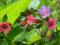 Miodunka plamista- kolorowe kwiaty TANIO + gratis
