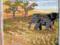 Obraz obrazek słonie sawanna Afryka DZIEŃ MATKI