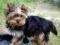 YORK,YORKSHIRE TERRIER piesek z rodowodem