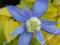 Nowy MROZOODPORNY_CLEMATIS Stolwijk Gold_PROMOCJA