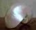 Piękna duża perłowa muszla 12,5 cm nautilus