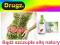 ZESTAW: ELAVIA 500 ml+ANTI Yo-Yo 30 kaps DETOCELL