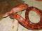 Wąż zbożowy, dorosły około 150cm, oswojony, piękny