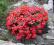 rhododendron Scarlet Wonder-czerwony