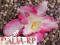 Storczyk różowo kremowy główka Sztuczne kwiaty