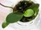 Phalaenopsis Tsay's Ever Green x Phal. floresensis