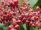 Czerwony PIERIS___ Valley Valentine___ Hit 2012!