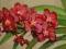 Storczyk / Orchidea - Vanda Wild Cherry