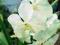 Storczyk / Orchidea - Vanda - Mikasa White