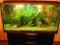 Akwarium + szafka + osprzęt + ryby + rośliny FOTO