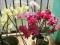 STORCZYK FLORAL PASTE PHALAENOPSIS na kwitnięcie