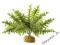 Boston Fern - Small - 20 cm