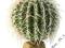 Barrel Cactus - Large 15,5 cm