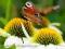 Echinacea HEAVENLY DREAM --mocno pachnie!jeżówka