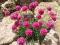 ARMERIA Piękne różowe kwiaty na zielonym dywanie
