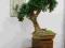 drzewko bonsai sztuczne, ozdoba okna