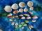 Muszle naturalne 31 sztuk,2 rośliny