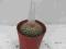 Kaktusy Notocactus bommeljei 5,5cm