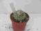 Kaktusy Strombocactus disciformis 5,5cm