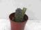 Kaktusy Tephrocactus geometrius z nasion 5,5cm