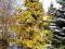 Picea abies Aurea Magnifica-ŚWIERK POSPOLITY