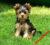 YORKSHIRE TERRIER YORKI York suczka z rodowodem