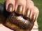 OPI WARM AND FOZZIE ORYGINALNE SUPER CENA