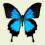 Motyl w gablotce Papilio ulysses ulysses