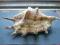 Niezwykła muszla Strombidae Lambis 20 cm