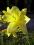 Liliowiec kolor żółty o wspaniałym zapachu polecam