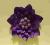 SOCZYŚCIE fioletowa błyszcząca broszka kwiat