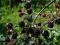 Jeżyna bezkolcowa Thornless Evergreen odm. póżna