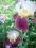 Irys ,Kosaciec wielkokwiatowy - 3 kolory