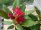 Różanecznik - Rododendron MIESZKO I - wyjątkowy...