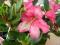 Różanecznik - Rododendron Corinna - wyjątkowy...