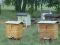 Rodziny pszczele + ule warszawskie