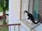 Siatka na okno balkon przed kotem ptakiem dzieckie
