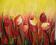 obraz,tulipany, for. 100x120 cm
