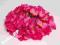 Hortensja różowa Główki kwiatowe DRUT GRATIS