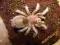 Grammostola rosea 3cm. DC