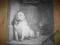 PAVLOVS DOG - PAMPERED MENIAL - LP