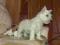 WEST HIGHLAND WHITE TERRIER rodowodowa suczka