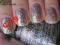 China Glaze ! NOVA ! JEDYNY ! HOLO ! Brokat !